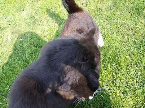 Huskat Sorte Mis - død :'( - leger med bamse 27-4-07 billede 12