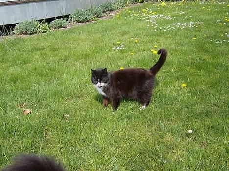 Huskat Sorte Mis - død :'( - 27-4-07 billede 13