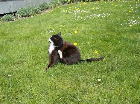 Huskat Sorte Mis - død :'( - det klør27-4-07 billede 14