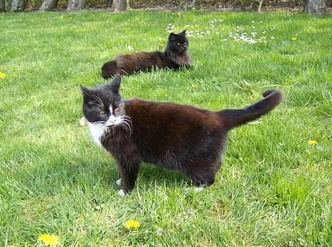 Huskat Sorte Mis - død :'( - Sorte med Bamse i baggrunden 27-4-07 billede 15