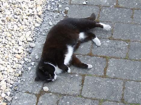 Huskat Sorte Mis - død :'( - 27-4-07 billede 16