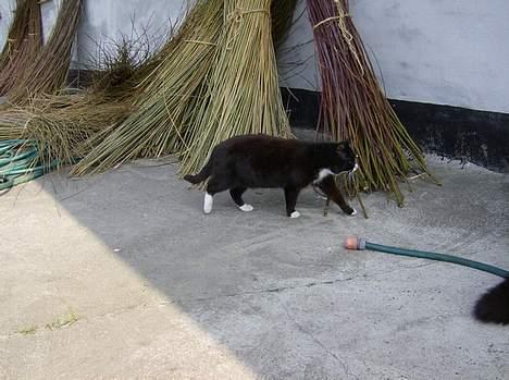 Huskat Sorte Mis - død :'( - 27-4-07 billede 17