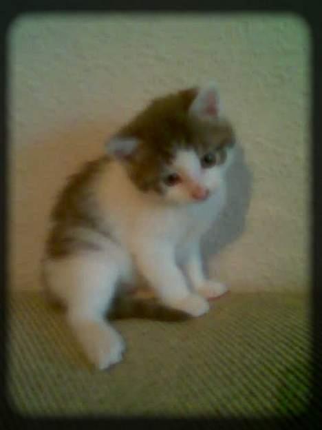 Huskat Buller  * Solgt :'( * - Velkommen til min profil!! =) billede 1