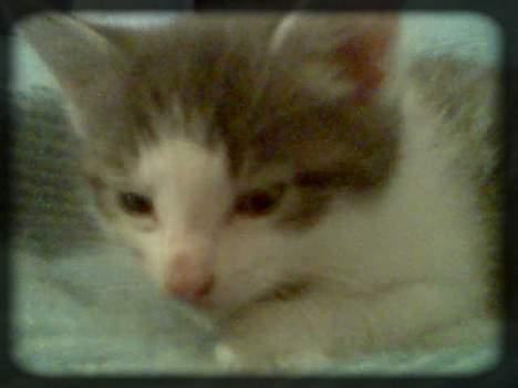 Huskat Buller  * Solgt :'( * - Mig som en lille træt mis.. ;D billede 2