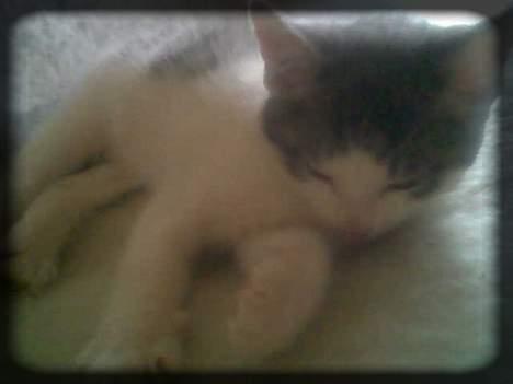 Huskat Buller  * Solgt :'( * - Stadig lidt træt.. :) billede 3