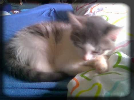 Huskat Buller  * Solgt :'( * - Sove på den lille piges seng.. :) billede 4