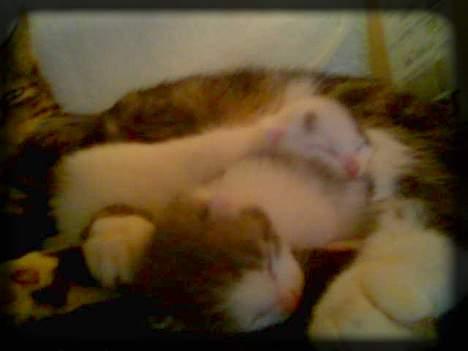 Huskat Buller  * Solgt :'( * - Mig og Angel som små... :) billede 5