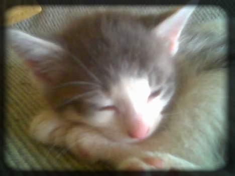 Huskat Buller  * Solgt :'( * - ZzZzZzZ....... billede 6