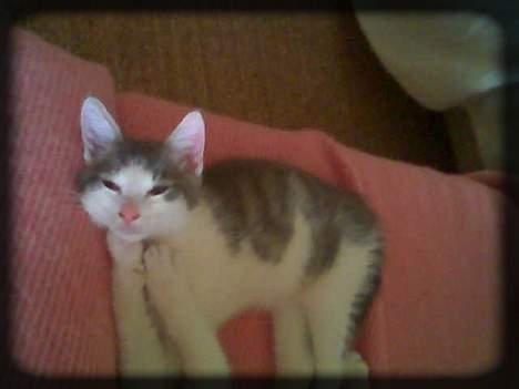 Huskat Buller  * Solgt :'( * - Hej .. :) billede 7