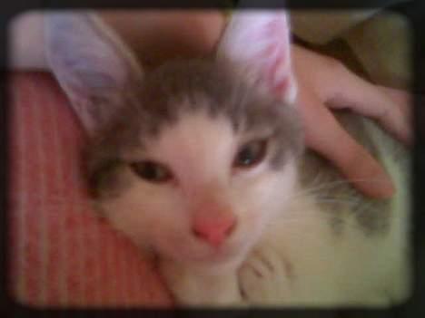 Huskat Buller  * Solgt :'( * - Hej igen.. :) billede 8