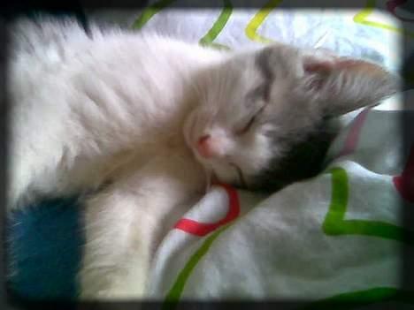 Huskat Buller  * Solgt :'( * - Strække sig er altid godt.. ;D billede 9