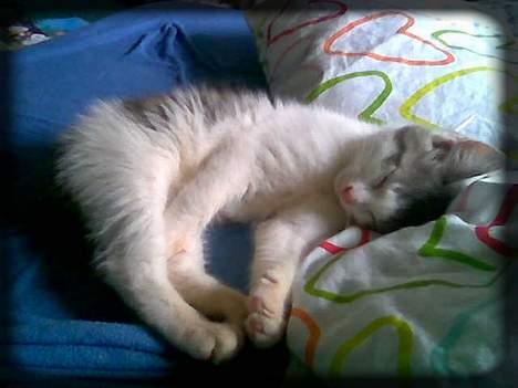 Huskat Buller  * Solgt :'( * - Strække sig igen.. :) billede 10