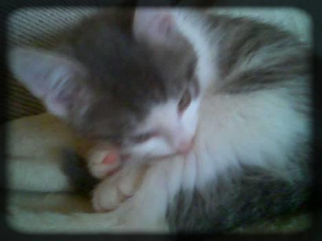 Huskat Buller  * Solgt :'( * - Så er det tid til en vasketur.. :) billede 11