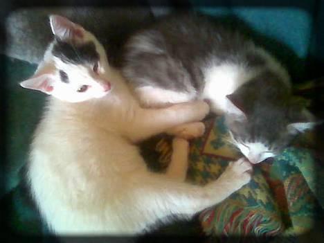 Huskat Buller  * Solgt :'( * - Mig og Angel.. <3 billede 12