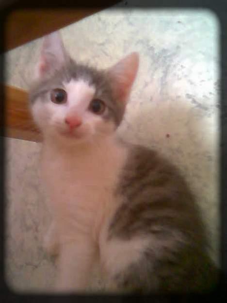 Huskat Buller  * Solgt :'( * - Uhhh.... Hvad var det ? =S billede 13