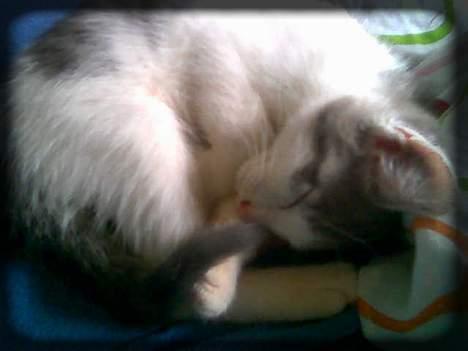 Huskat Buller  * Solgt :'( * - Snorke.. ;D billede 14