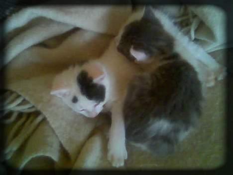 Huskat Buller  * Solgt :'( * - Mig og Angel u en hyggestund.. <3 billede 15