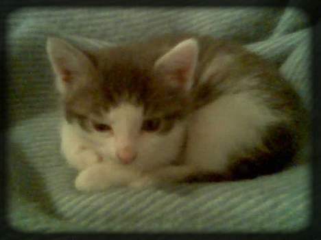 Huskat Buller  * Solgt :'( * - Trætte mig.. ;D billede 16