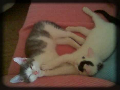 Huskat Buller  * Solgt :'( * - Elsker min søster!! billede 17