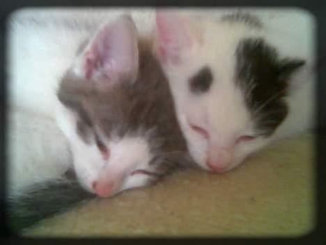 Huskat Buller  * Solgt :'( * - Mig og Angel igen.. <3 billede 18