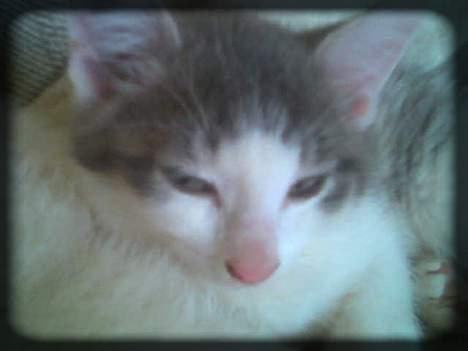 Huskat Buller  * Solgt :'( * - Det var alt for denne gang.. Vi ses.. :) billede 19