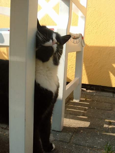 Blanding af racer Allan - klør mig lige lidt mens du tager et billede.. billede 9