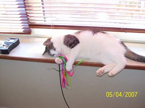 Blanding af racer bandit - jeg har det sjovt billede 16