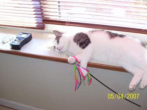 Blanding af racer bandit - skal vi ikke lege??? billede 17