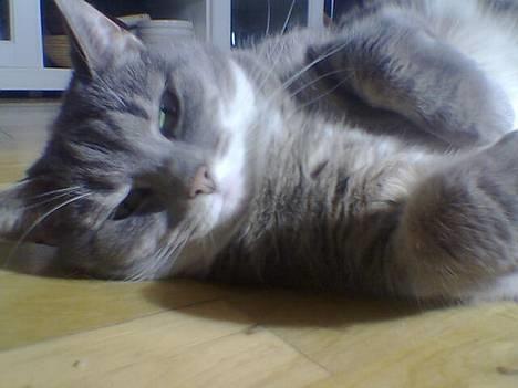 Blanding af racer Mynte - Heeeejjj.... velkommen til mit galleri! billede 1