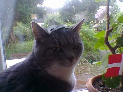 Blanding af racer Mynte - Hvorfor har jeg et fiskeskelet på hovedet - helt ærligt? billede 2