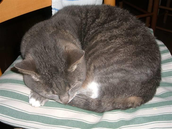 Blanding af racer Mynte - Kage - til mig? billede 3