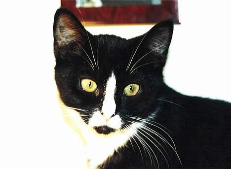 Blanding af racer Allan billede 10