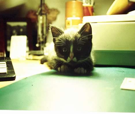 Blanding af racer Allan billede 11