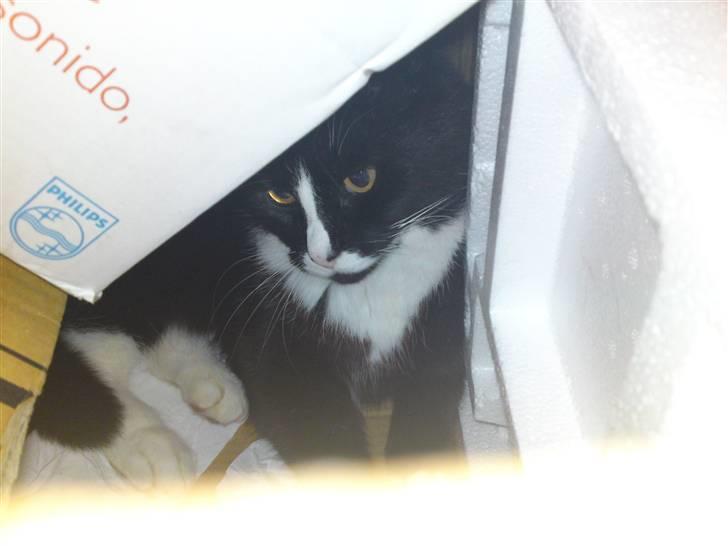 Blanding af racer Allan - NÆhhhh....endnu en papkasse til mig! billede 12