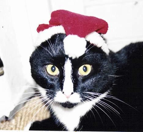 Blanding af racer Allan billede 13