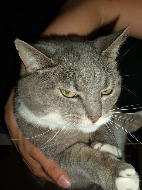 Blanding af racer Mynte - jeg hader mennesker der tager billeder af mig. billede 4