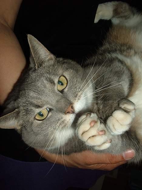 Blanding af racer Mynte - SÆT MIG NED NU - jeg har kløer og er IKKE bange for at bruge dem!!! billede 5