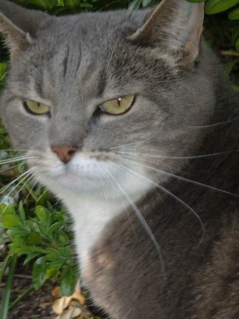 Blanding af racer Mynte - Jeg har gemt mig - og alligevel er der paparazi fotografer... billede 6