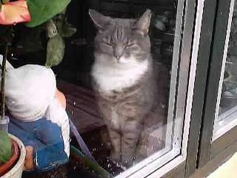 Blanding af racer Mynte - Hej  - sidder lige og leger udstillingskat billede 7