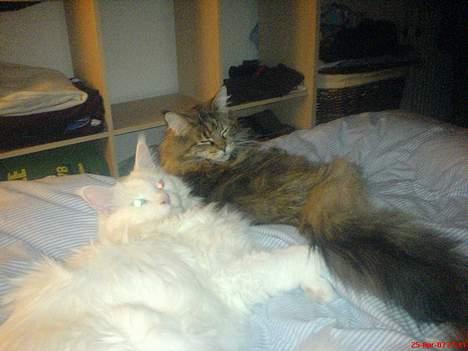 Maine Coon Felicia billede 8