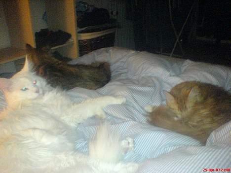 Maine Coon Fiona billede 7