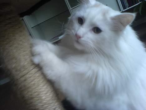 Blanding af racer Fnug billede 16