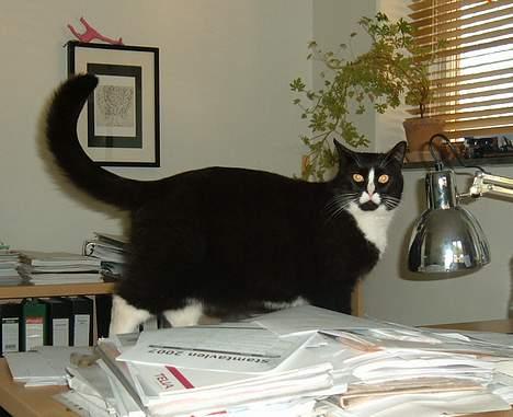 Blanding af racer Allan - Kontornusseri.... bedst at ligge sig på papirerne  billede 14