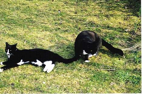 Blanding af racer Allan - Mig og storebror i sommeridylisk harmoni... billede 15