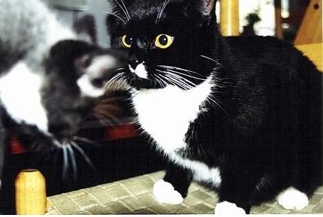 Blanding af racer Allan - Min storebror Gizmo syntes at jeg var en underlig en da jeg var lille. Der var jeg også grå...hmm billede 16