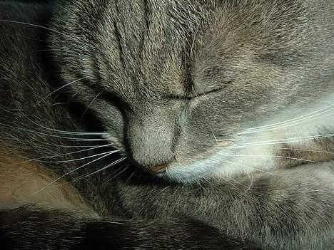 Blanding af racer Mynte - shhh billede 8