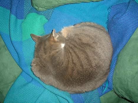 Blanding af racer Mynte - ZZZzzzz billede 9