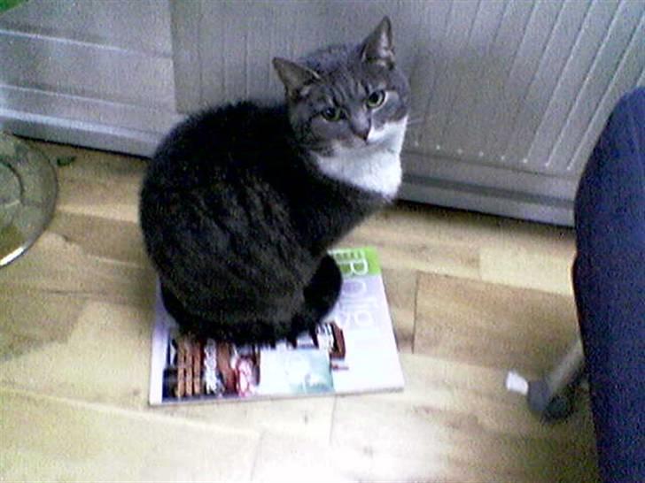 Blanding af racer Mynte - Når det er koldt ude, kan man varme sig på en avis - ved siden af varmeapperatet billede 10