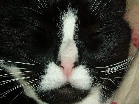 Blanding af racer Allan - nåhh... den rift på næsen - Foxterrier, den havde det så lidt værre.... billede 17