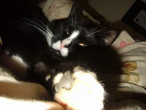 Blanding af racer Allan - Lige i nydningen - rent sengetøj... ahhh billede 18